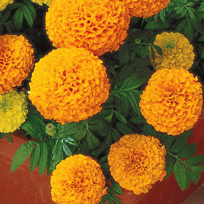 Marigold Perfection Orange F1 Seed