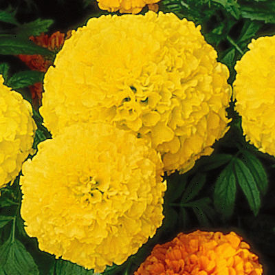 Marigold Perfection Yellow F1 Seed