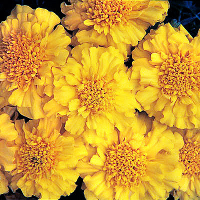 Marigold Zenith Yellow F1 Seed