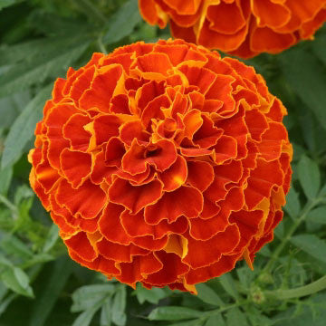 Marigold Zenith Red F1 Seed