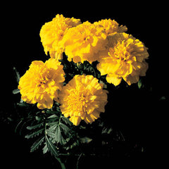 Marigold Bonanza Yellow Seed