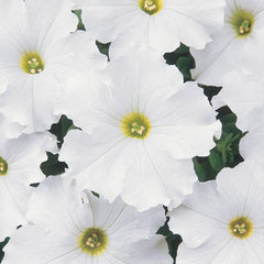 Petunia Dreams White F1 Seed