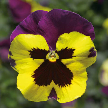 Pansy Delta Premium Yellow Purple Wing F1 Seed