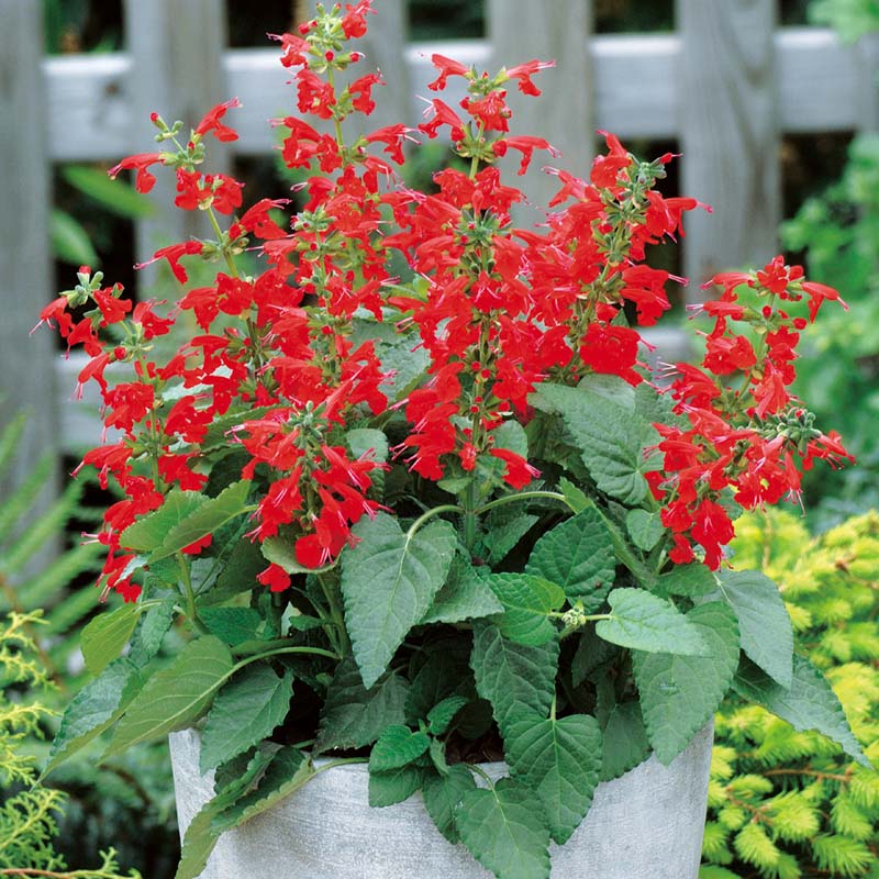 Salvia Lady In Red Seed