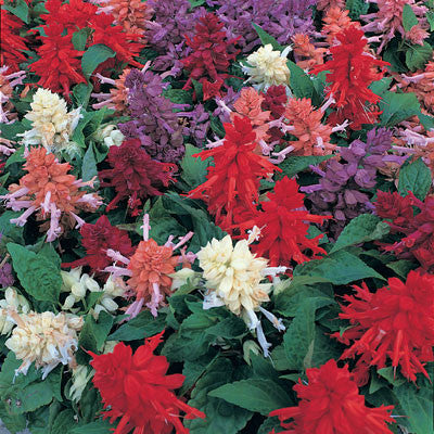 Salvia Sizzler Mix Seed