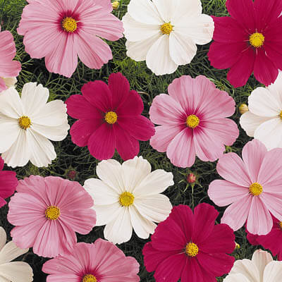 Cosmos Sonata Complete Mix Seed
