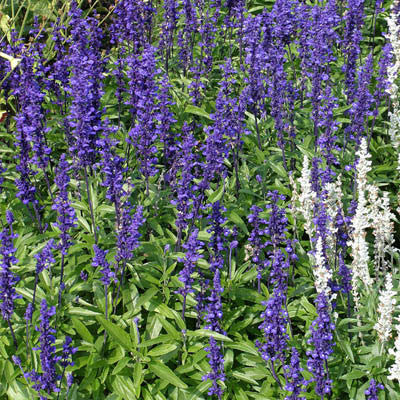 Salvia Victoria Blue Seed