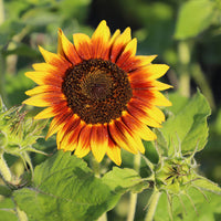 Sunflower Ring of Fire Seed
