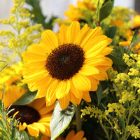 Sunflower Sunrich Orange F1 Seed