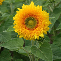 Sunflower Giant Sungold Seed