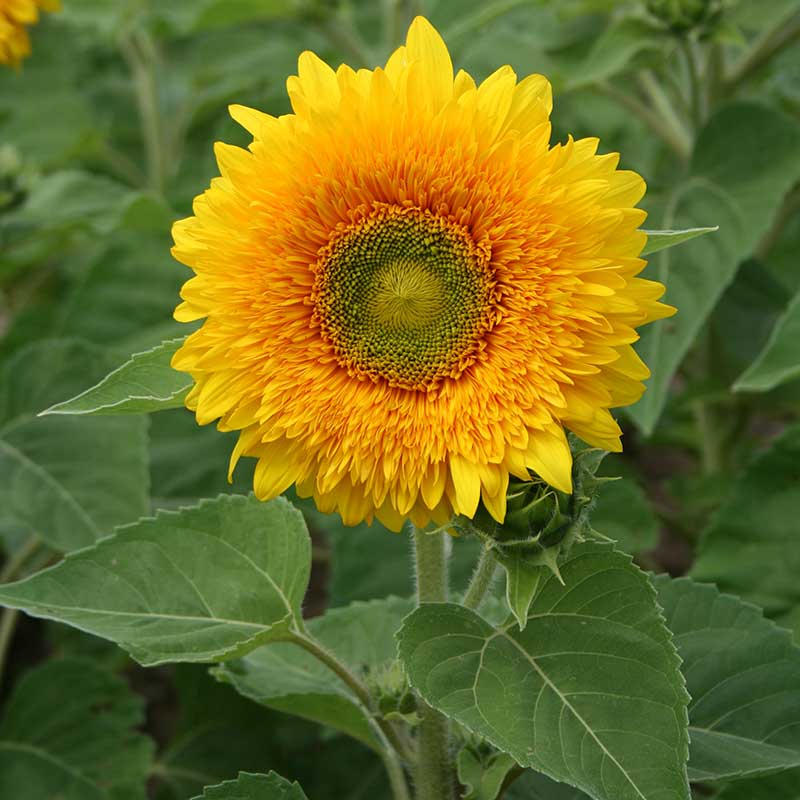 Sunflower Giant Sungold Seed