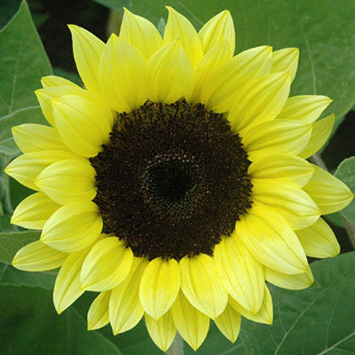 Sunflower Premier Light Yellow F1 Seed