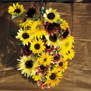 Sunflower Monet's Palette F1 Seeds