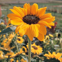 Sunflower Soraya Seed