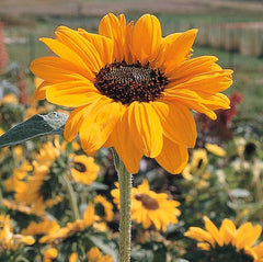 Sunflower Soraya Seed