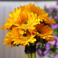 Sunflower Sunrich Gold F1 Seed
