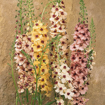 Verbascum Southern Charm F1 Seed