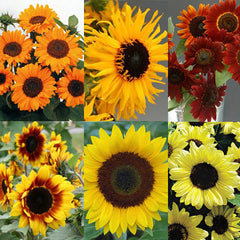 Sunflower Cut Flower Collection Seed