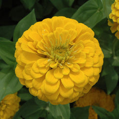 Zinnia Benary's Giant Golden Yellow Seeds