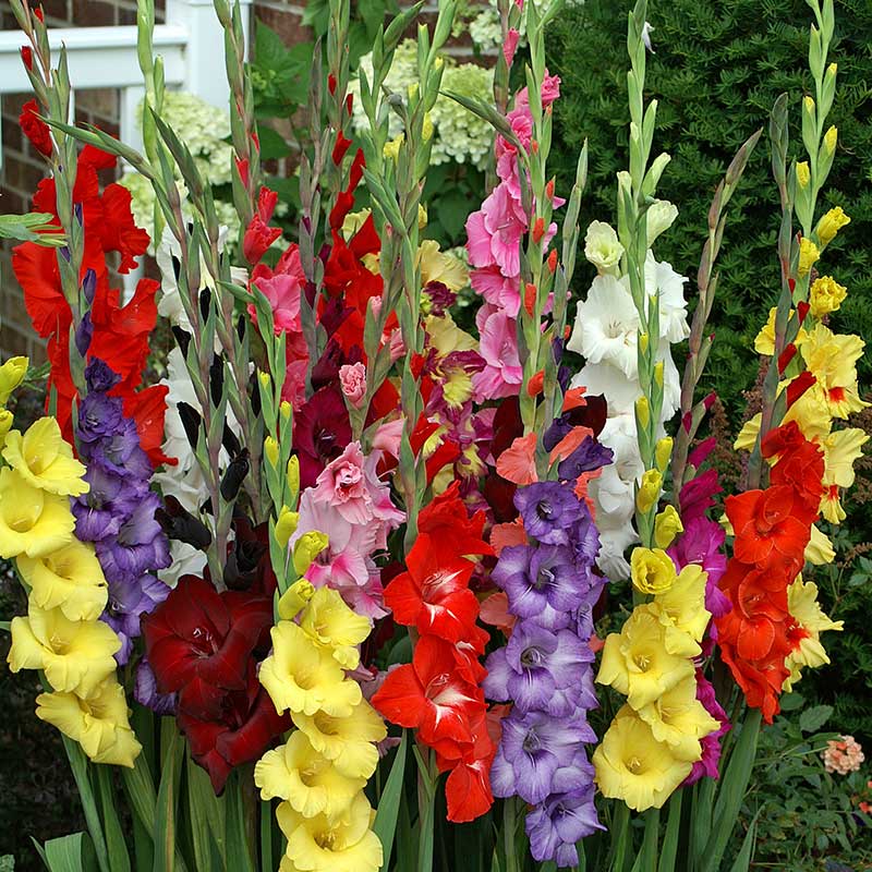 Gladiolus Commercial Grower Mix