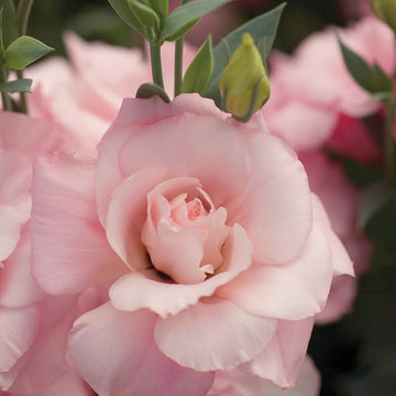 Lisianthus Mariachi Pink F1 Seed