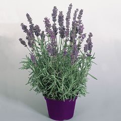 Lavender Hidcote Blue Seed