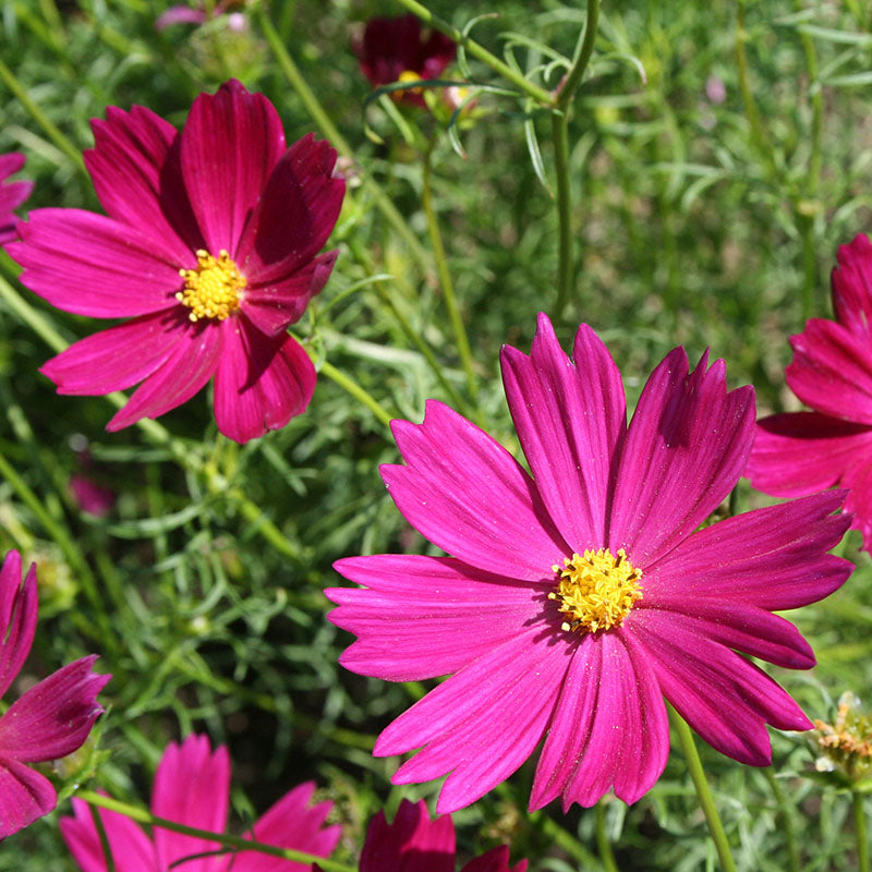 Cosmos Versailles Red Carmine Seed