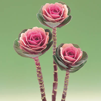 Ornamental Kale Crane Pink F1 Seed