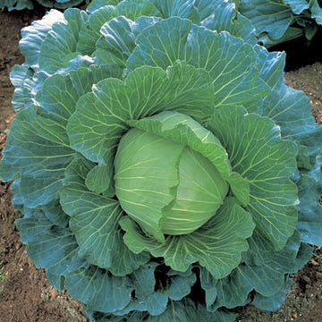 Cabbage K-Y Cross F1 Seed