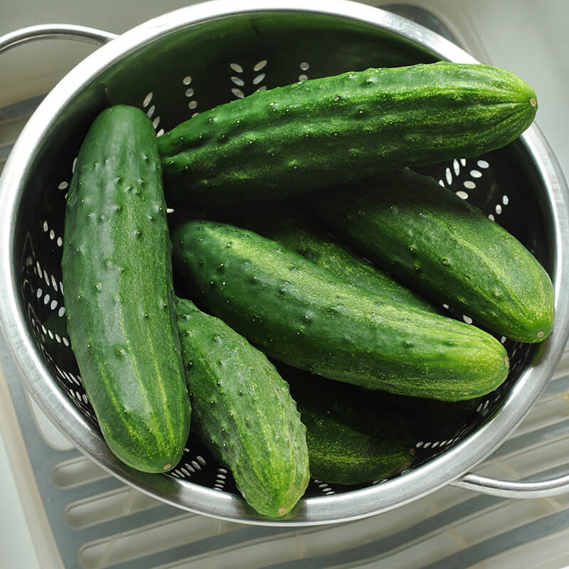 Cucumber Patio Snacker F1 Seed