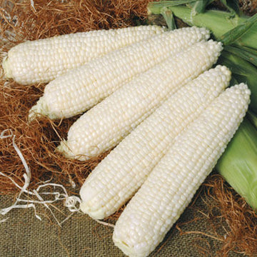 Sweet Corn Mattapoisett F1 Seed