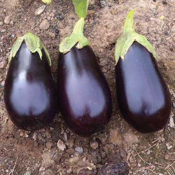 Eggplant Traviata F1 Organic Seed