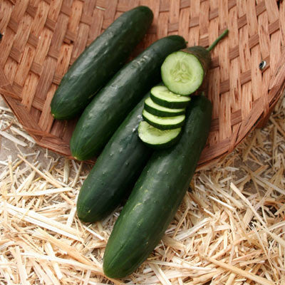Cucumber Paraiso F1 Organic Seed