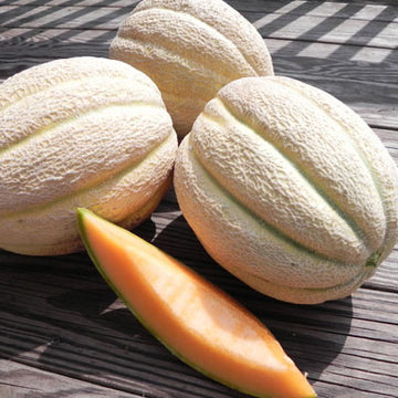 Melon Solstice F1 Seed