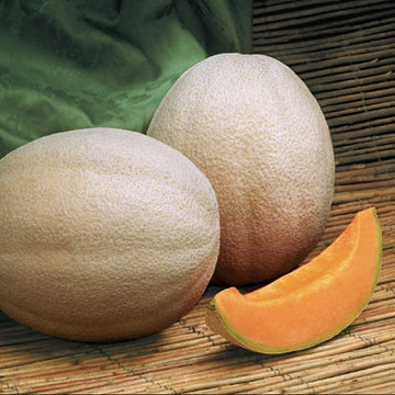 Melon Aphrodite F1 Seed