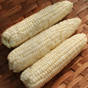 Sweet Corn Illusion F1 Seed