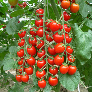 Tomato Nature's Bites F1 Seed