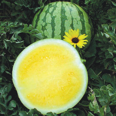 Watermelon Yellow Buttercup F1 Seed
