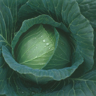 Cabbage Thunderhead F1 Seed