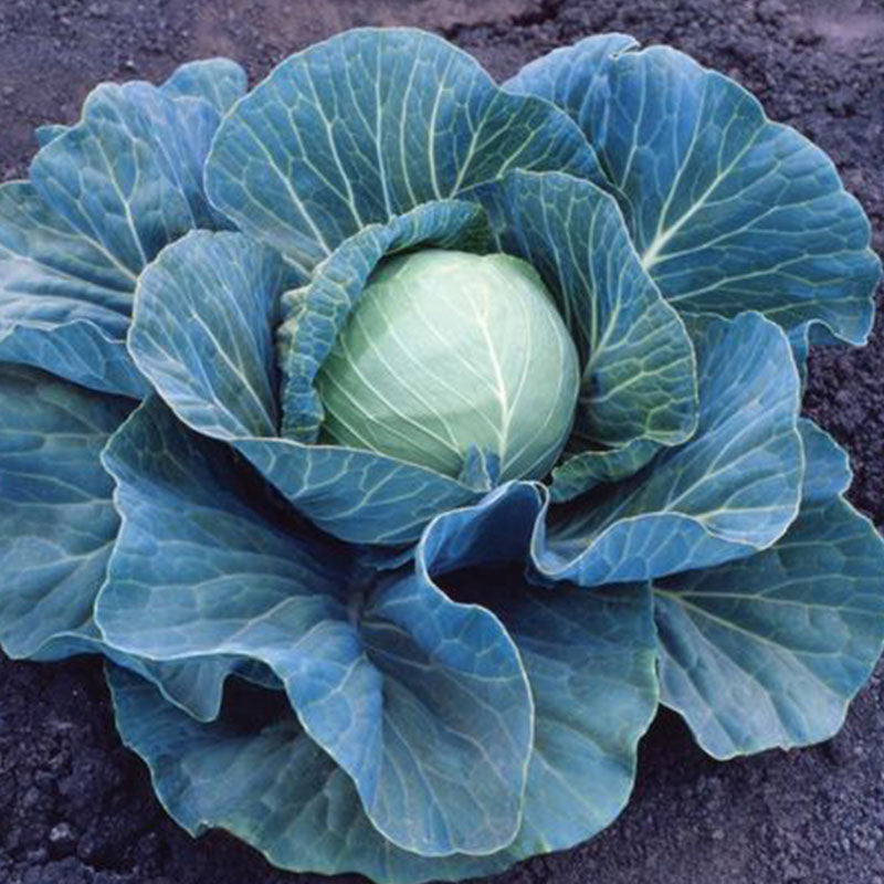 Cabbage Stonehead F1 Seed