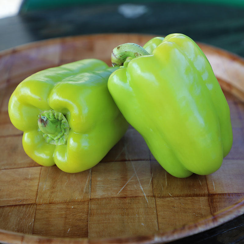 Pepper Flavorburst F1 Organic Seed Harris Seeds