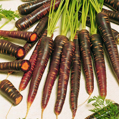 Carrot Purple Haze F1 Seed