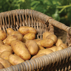 Potato Russet (50 lb bag)