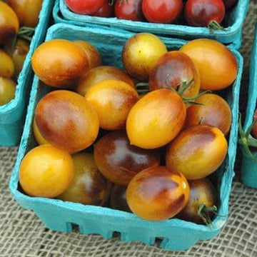 Tomato Indigo Kumquat F1 Seed