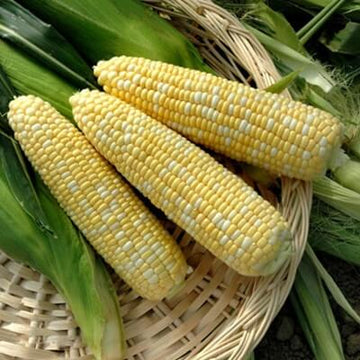 Sweet Corn Anthem XR F1 Seed