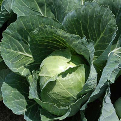 Cabbage Quick Start F1 Seed