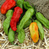 Pepper Ghost Pepper Multi-Colored Seed