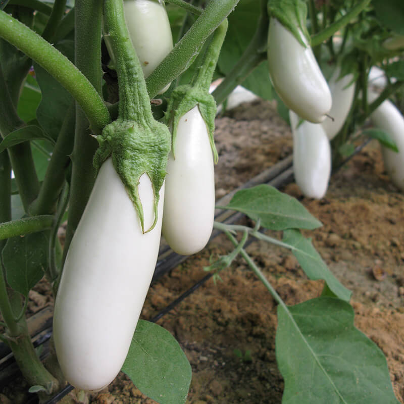 Eggplant Snowy Organic Seed