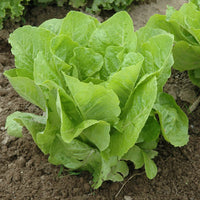 Lettuce Super Jericho MTO Seed