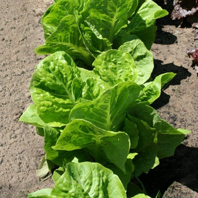 Lettuce Super Jericho MTO Seed